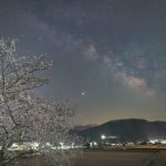 夜明けの桜並木